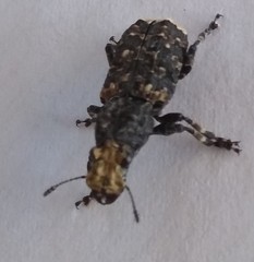 Platyrhinus resinosus