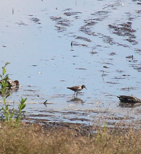 Wood Sandpiper