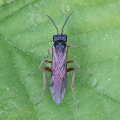 Taxonus agrorum