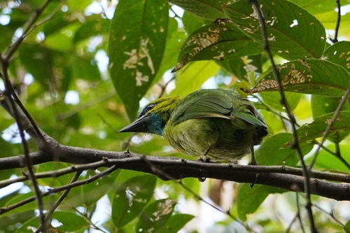 Golden-naped Barbet (Psilopogon pulcherrimus), photo 3