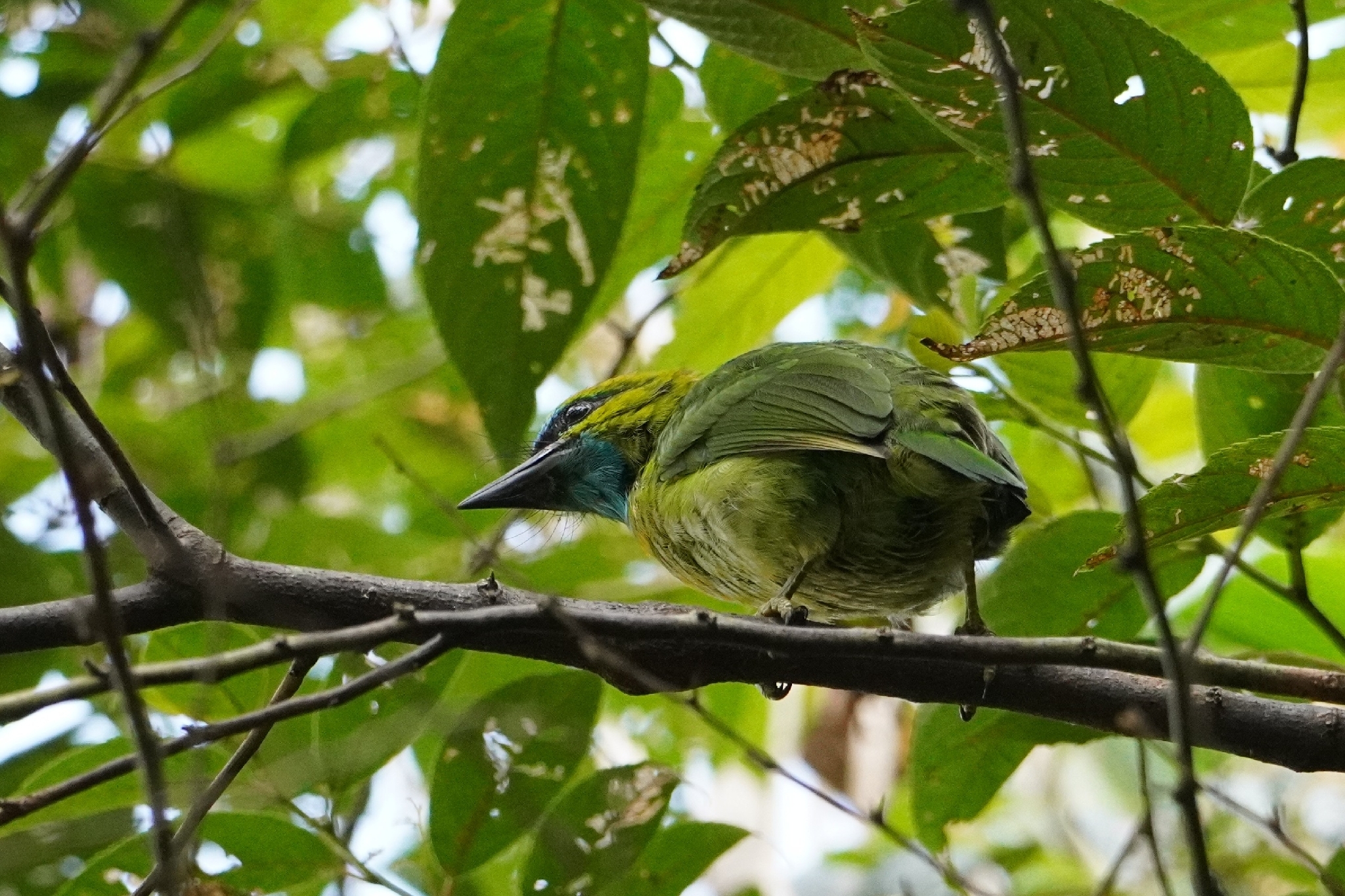 Golden-naped Barbet (Psilopogon pulcherrimus), photo 5