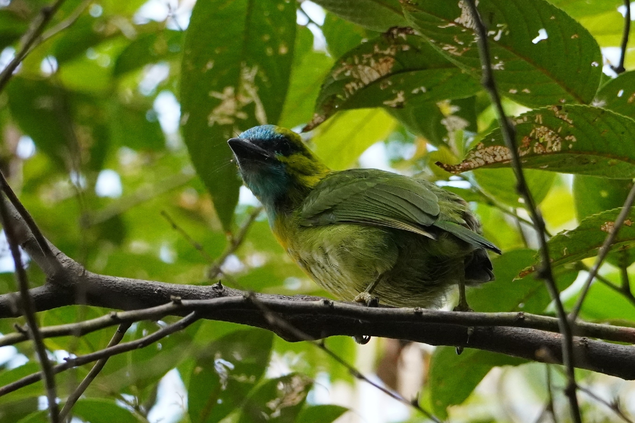 Golden-naped Barbet (Psilopogon pulcherrimus), photo 6