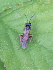 Taxonus agrorum