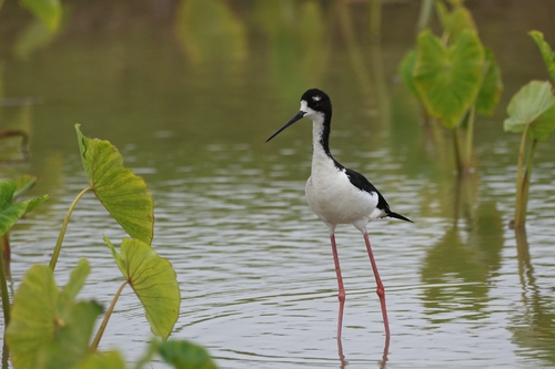 Himantopus mexicanus observed 2026-06-26