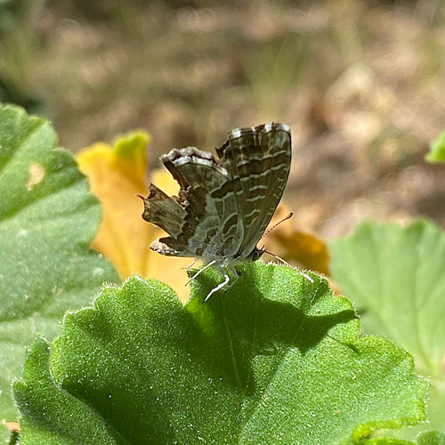 Common Geranium-bronze