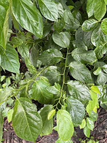 Ehretia resinosa, photograph 6