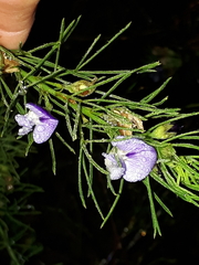 Psoralea azuroides