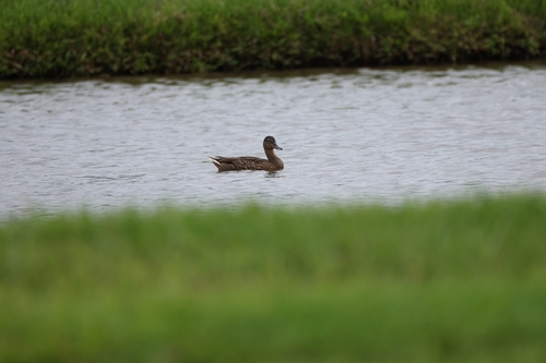 Hawaiian Duck (Anas wyvilliana), photo 3