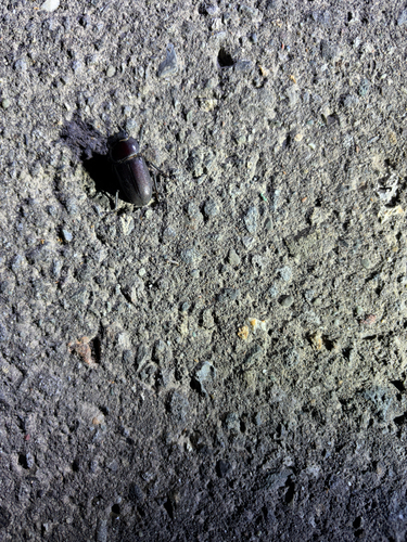 Dorcus striatipennis