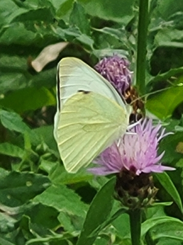 Large White