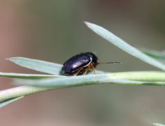 Cryptocephalus flavipes