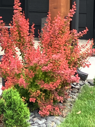 Japanese barberry