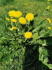 Taraxacum officinale