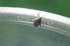 Ceutorhynchini