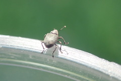Ceutorhynchini