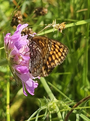 Heath Fritillary