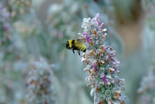 Golden Northern Bumble Bee
