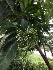 Pavetta hongkongensis