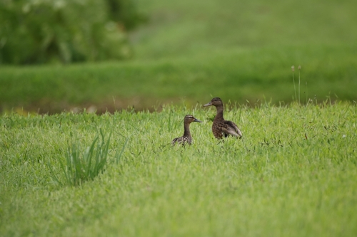 Hawaiian Duck (Anas wyvilliana), photo 2