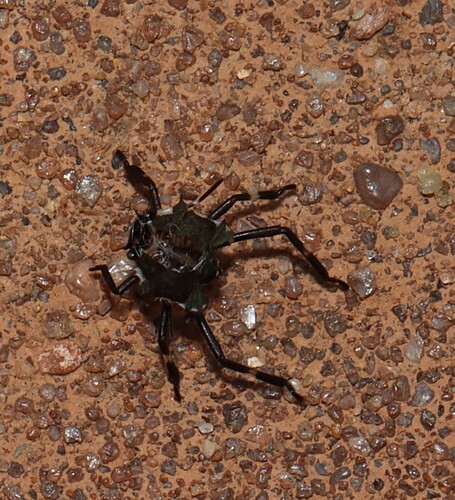 Poblicia