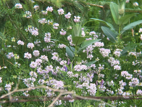 purple crownvetch