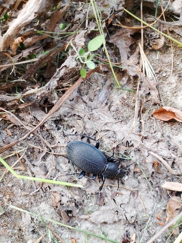 Leather Beetle