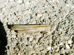Ochrilidia tibialis