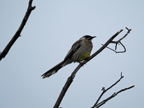 Red Wattlebird