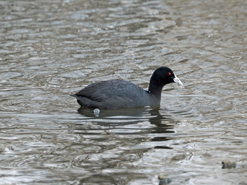 Eurasian Coot
