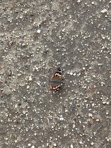 Indian Red Admiral
