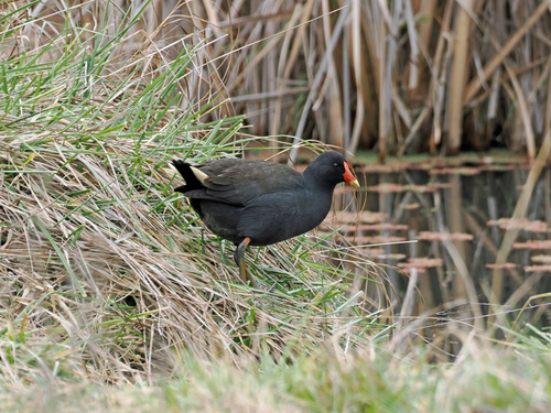 Dusky Moorhen