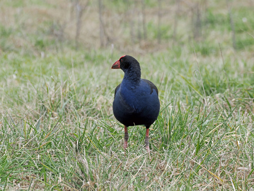 Australasian Swamphen