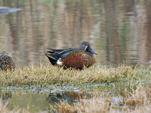 Australasian Shoveler