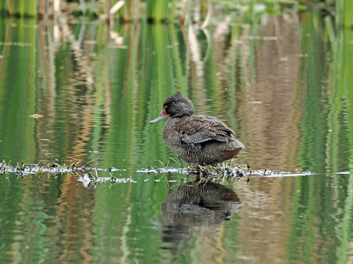 Freckled Duck