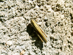 Ochrilidia tibialis