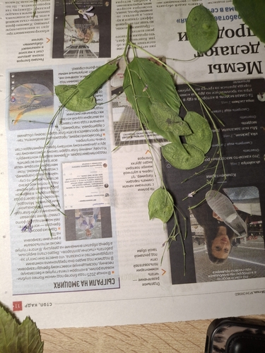 Наблюдение на iNaturalist