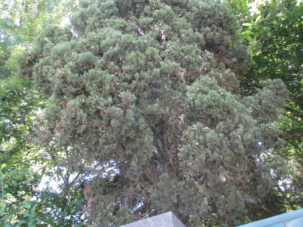 cypresses (genus)