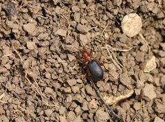 Brachinus crepitans