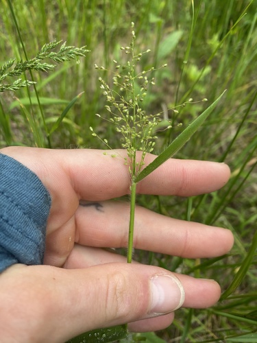 Dichanthelium implicatum observed 2026-06-25
