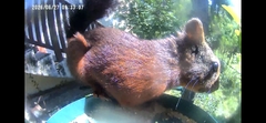 Eurasian Red Squirrel