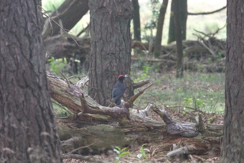 Black Woodpecker