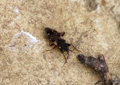 Eremocoris podagricus