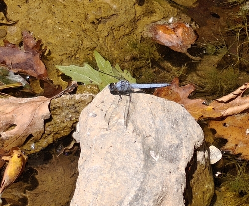 Southern Skimmer