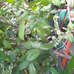 Rhynchium