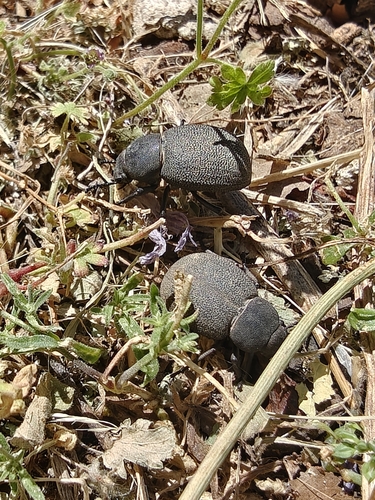 Phymatiotris quadricollis