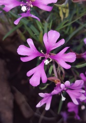 Clarkia pulchella