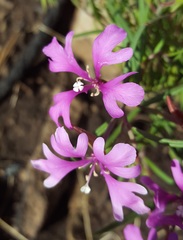 Clarkia pulchella