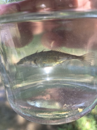 Threespine Stickleback