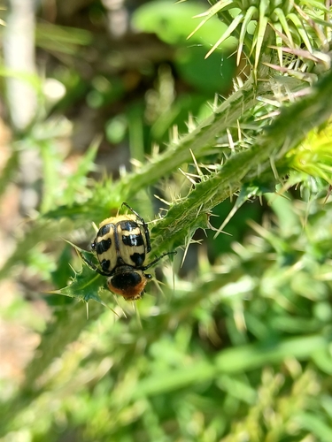 Trichius sexualis