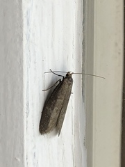 Wockia asperipunctella